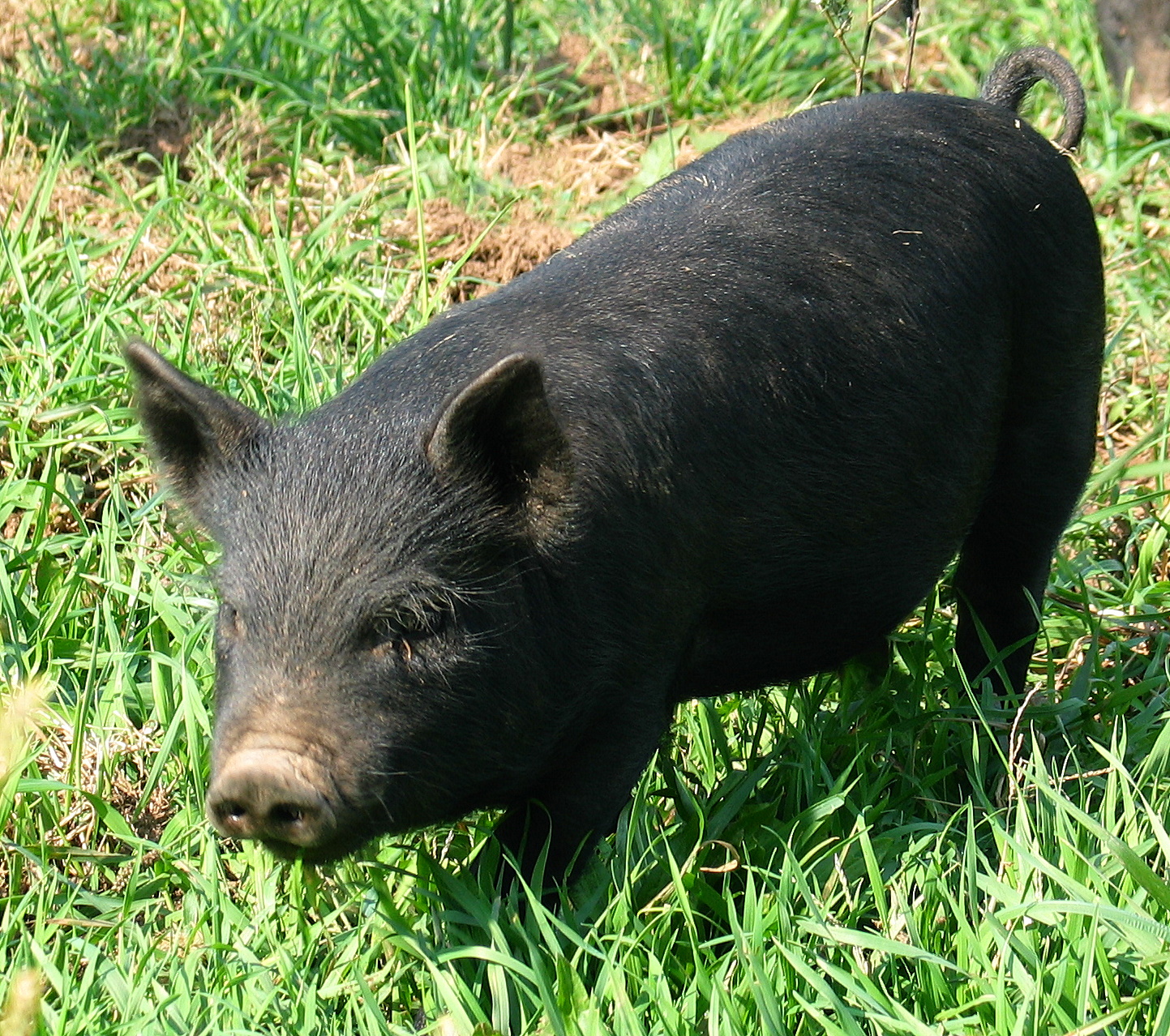 Losing Our Shirts, Keeping The Farm: The Piglets Are Weaned