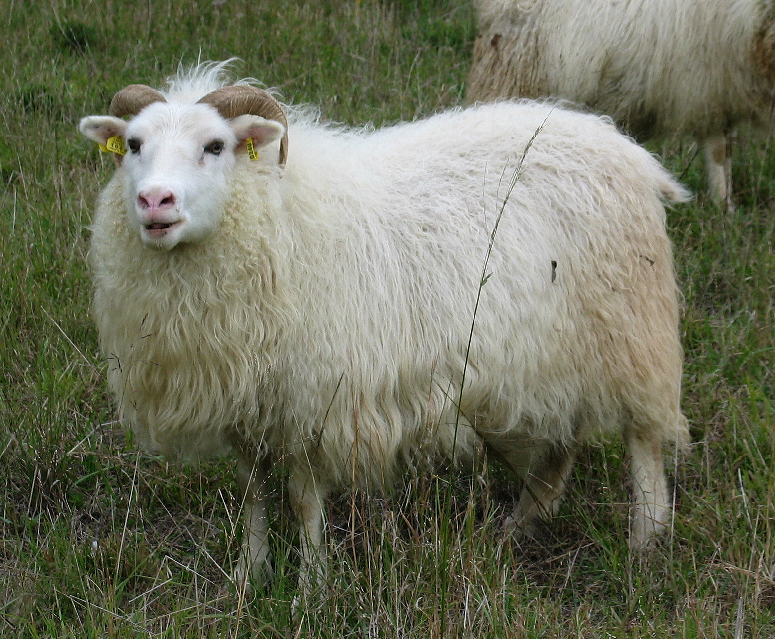 Wool Sheep