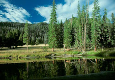 Floresta e Lago