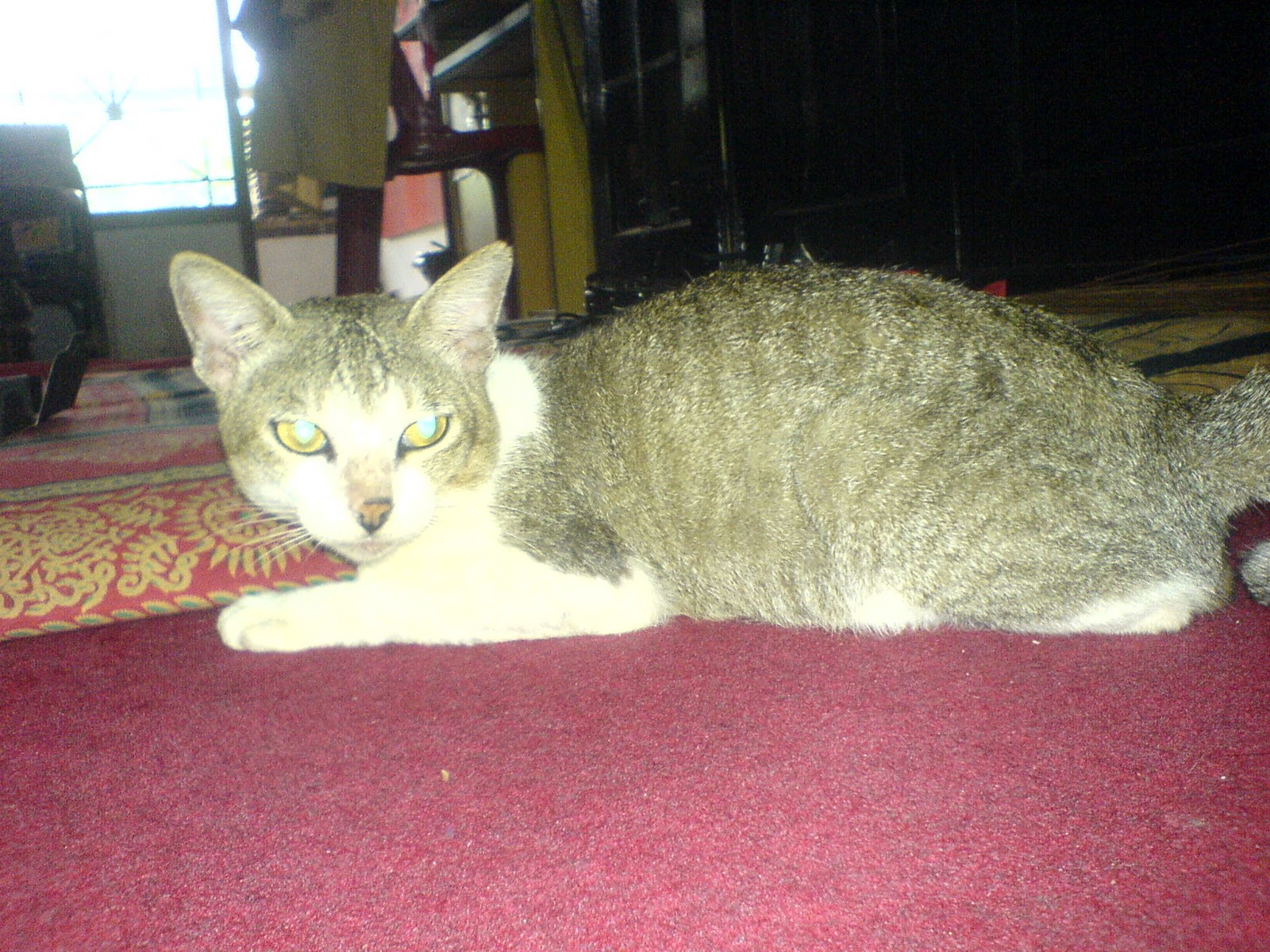 Rainarume Arum Pertiwi Kucing Imut Binatang Peliharaan Pilihan