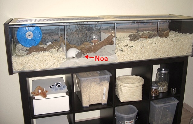 Kleiderschrank Ikea Aspelund Weiß ~ IKEA Detolf als Hamsterheim as hamster home Kleiderschrank Ikea Aspelund Weiß ~ IKEA Detolf als Hamsterheim as hamster home