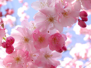 Flores da Primavera Primavera