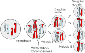 Haploid and Diploid cells in humans | letmeget. Haploid and Diploid cells in humans | letmeget.