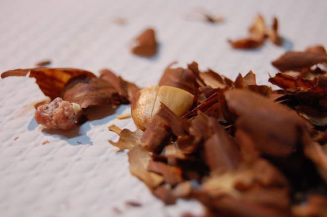 NOVEMBRE 2008 MATANÇA DEL PORC: UFF QUIN TIP ¡