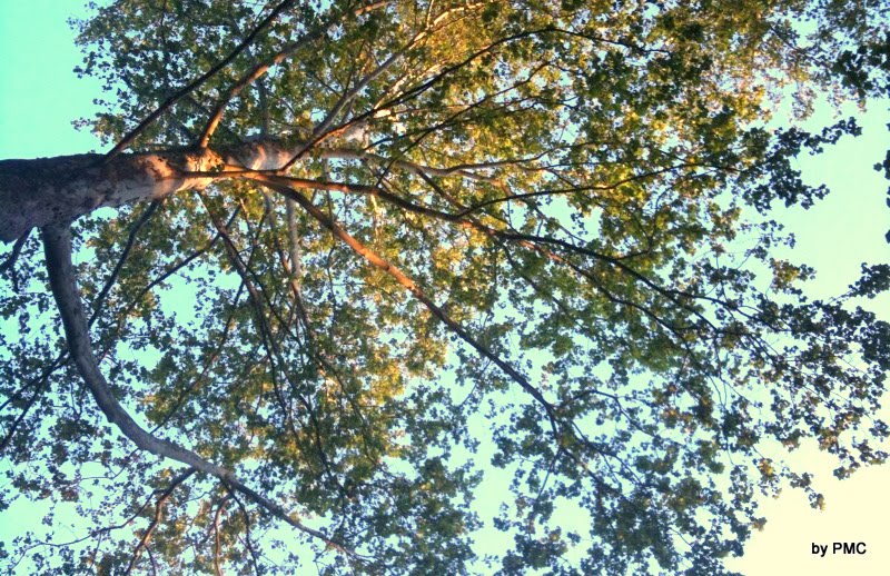 Santos Woodcarving Popsicles A Dresser Of Sycamore Trees Amos 7 14