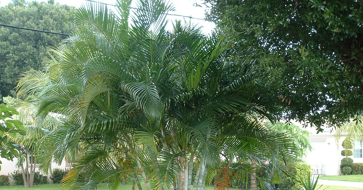 A Yard In Fort Pierce Eureka!! Areca Palm Tree Seeds
