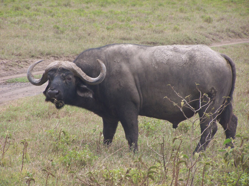 Ligre vs Bufalo Africano Bufalo+2