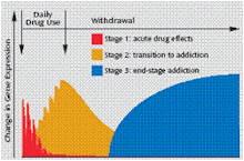 Fases de la adicción
