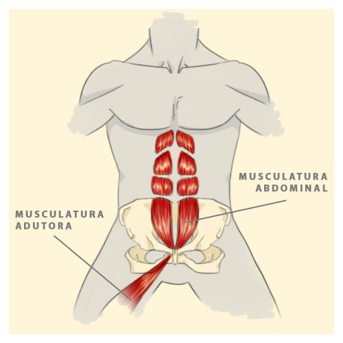 MUSCULOS ABDOMINAL musculos abdominal: