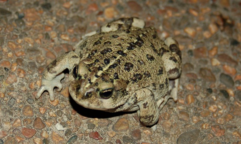 [ToadPath.JPG]