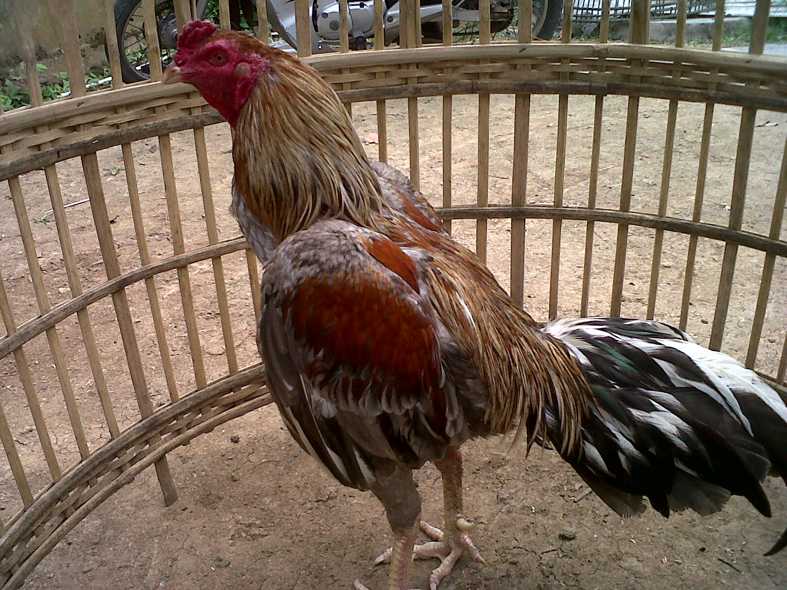 80 Gambar Ayam Aduan Pama Terbaik 80 Gambar Ayam Aduan Pama Terbaik