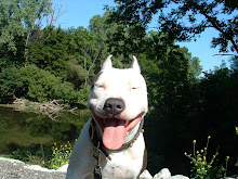 ever seen a pitbull smile