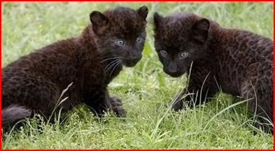 panther+cub2.JPG
