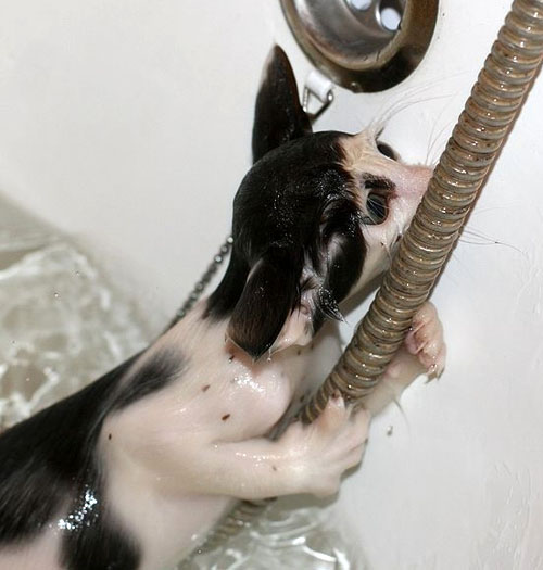 Gatto sopravvissuto al bagno