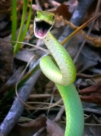 Il jazz hands senza mani del serpente