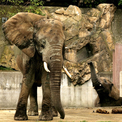 Elefantino lagnoso che non può stare senza la mamma
