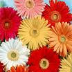 GERBERAS.