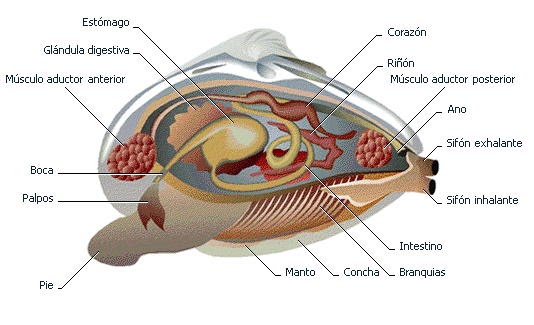 moluscos mollusca moluscos mollusca