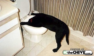 fotos de perros borrachos