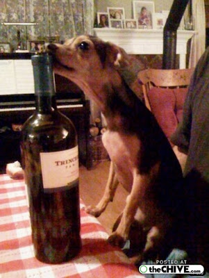 fotos de perros borrachos