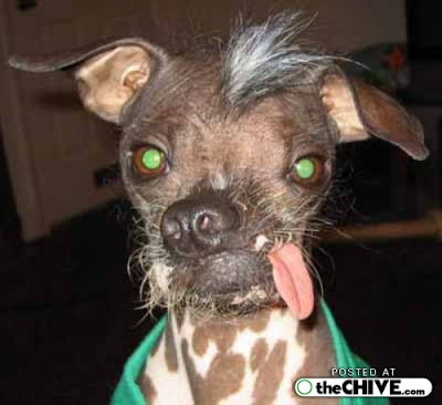 fotos de perros borrachos