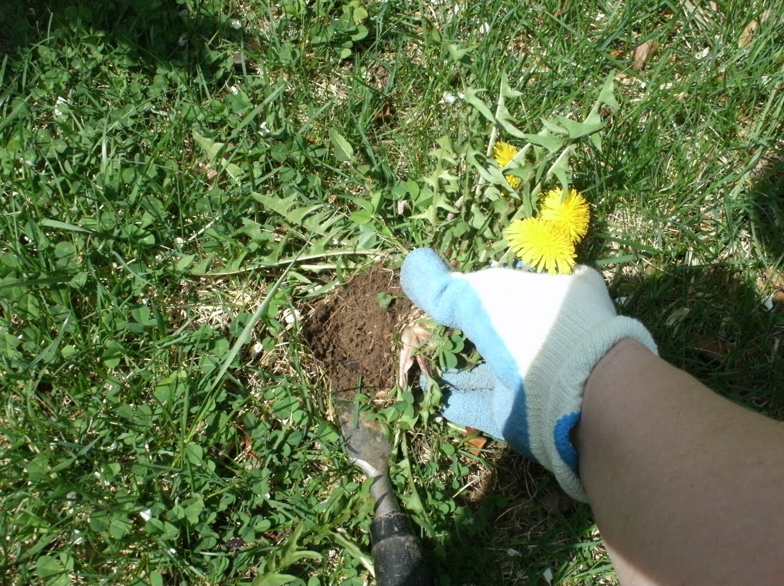 Mom All Day Easy Dandelion removal