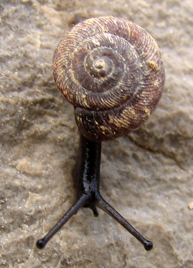 Poppular Photography Kentucky Snails