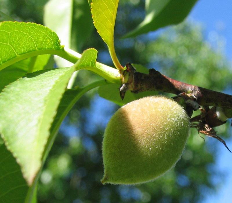 Poppular Photography Peaches