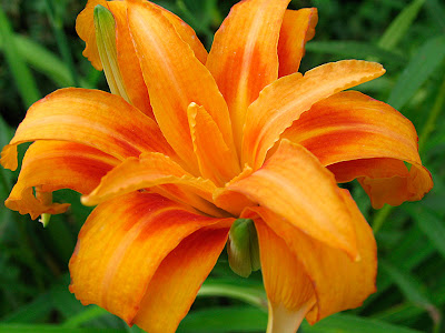 Poppular Photography: Double Orange Daylily or Hemocrallis