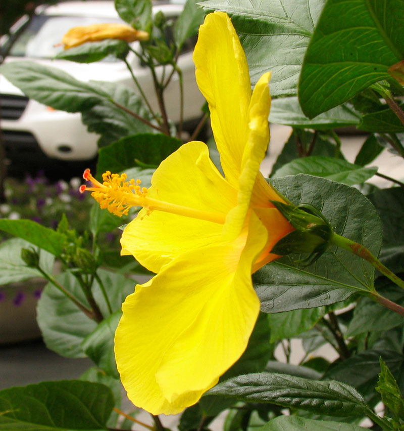 Poppular Photography Yellow Flower in Washington