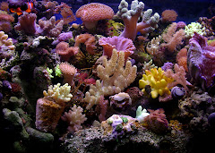 Corals Galore