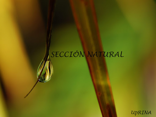 Sección Natural