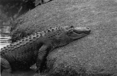 [Alligator2.jpg]