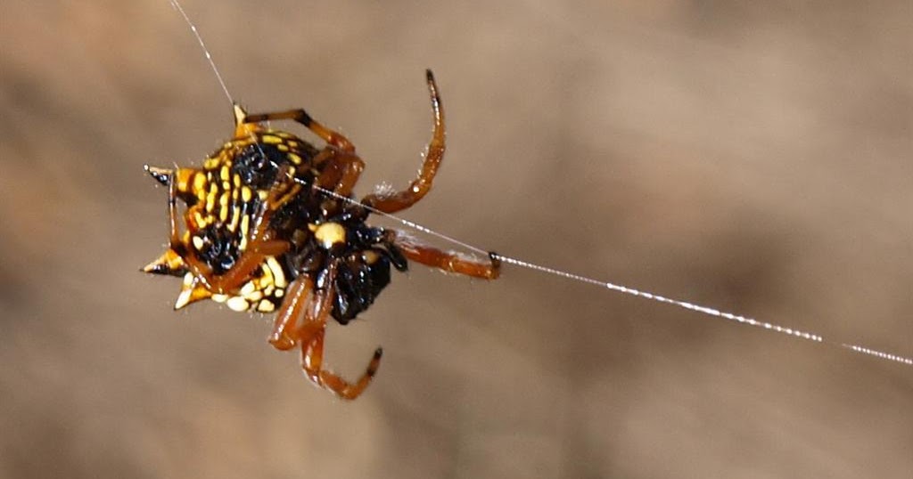 Eucalypt Habitat Jewel Spiders
