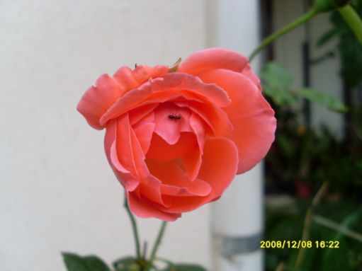 [SL371621.JPG]