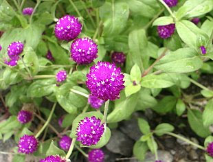 Gomphrena globosa L