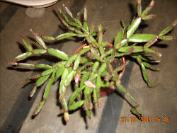 Ejemplar de Ripsalis Rosea - cactus de bosque