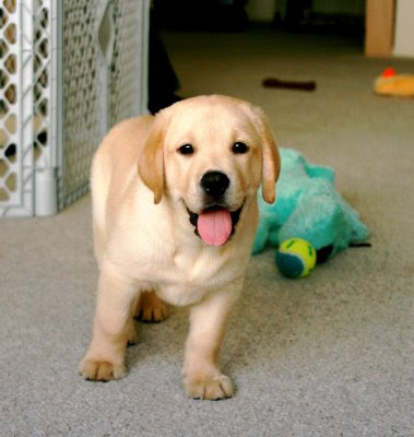 cute yellow labrador puppy. cute yellow labrador puppy.