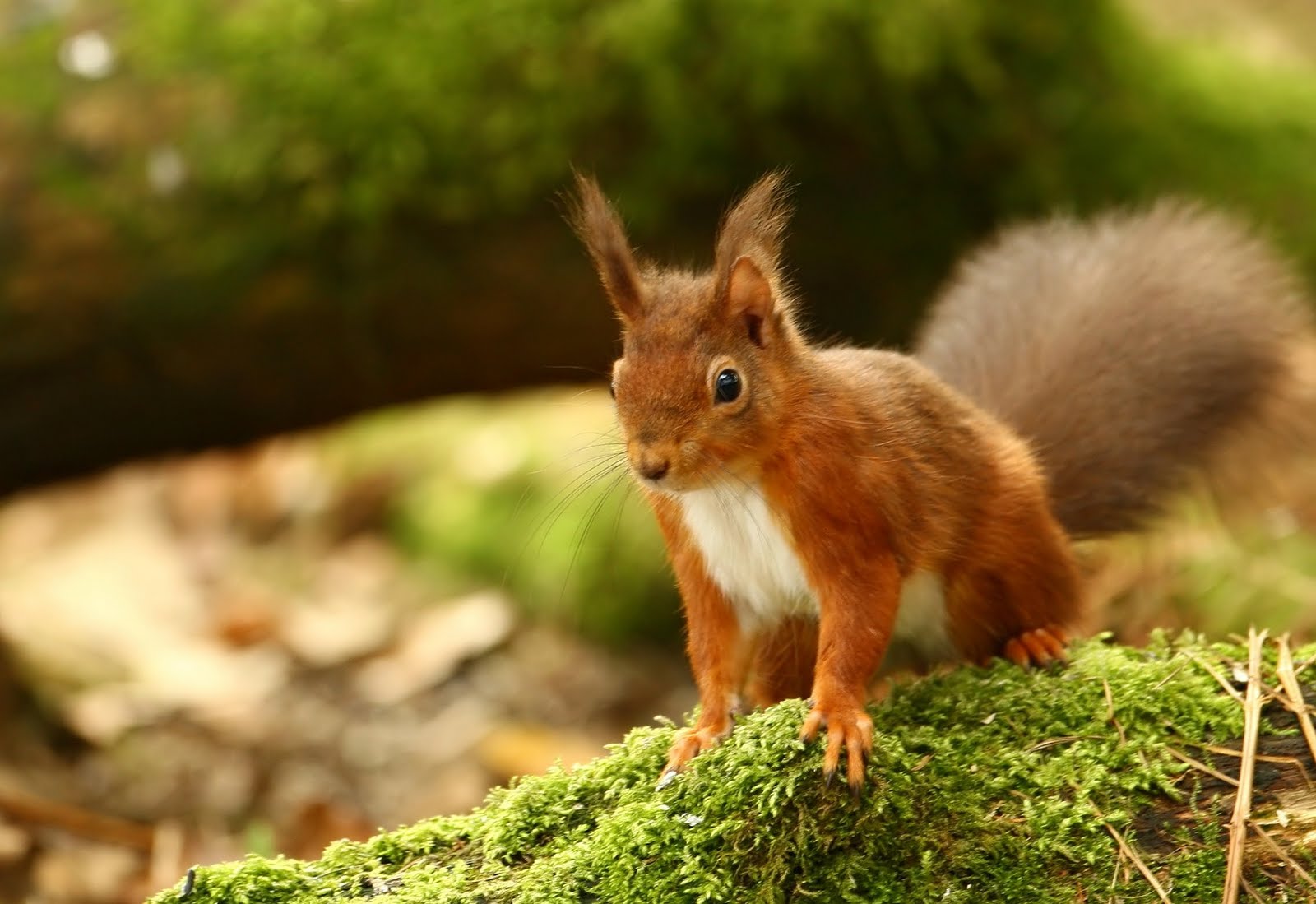 The red squirrel or Eurasian red squirrel is a species of tree squirrel