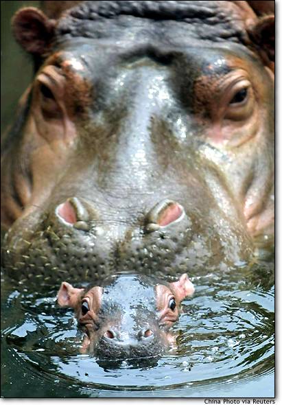 hippos