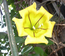 Solandra maxima