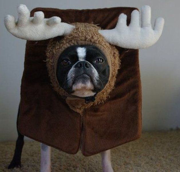 craigslist boston terrier,I