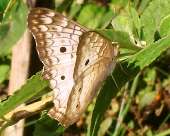 Borboleta linda