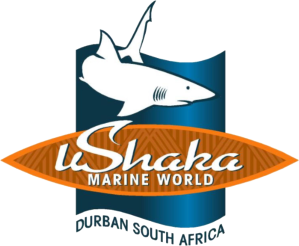 Ushaka+marine+accommodation