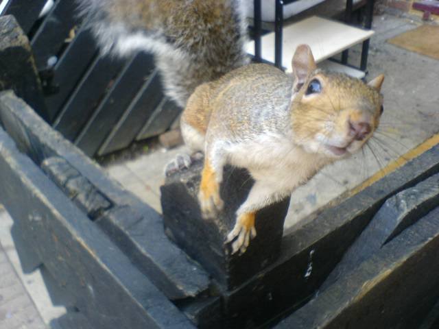 squirrel.bmp