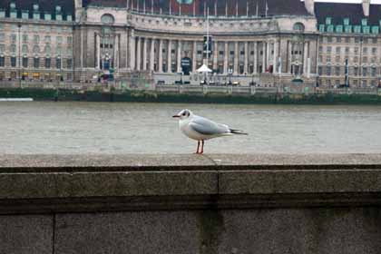 River Thames