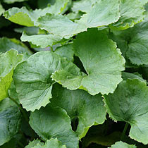      centella_asiatica.jpg