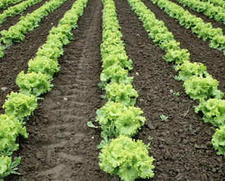 فوائد الخس الرائعة ... ؟! lettuce(3).jpg