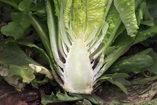 فوائد الخس الرائعة ... ؟! VH-07-08-Bolting-Lettuce-HD.jpg