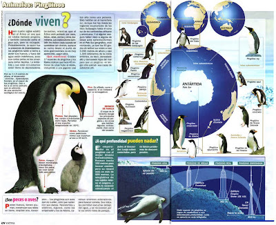 Preguntas frecuentes sobre los pingüinos Preguntas frecuentes sobre los pingüinos